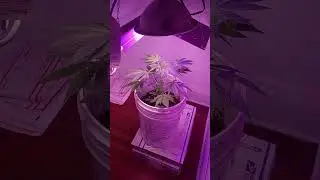 10th day of changing light cycle to 12 hours on my marijuana plant #marijuanagrowers #growweed