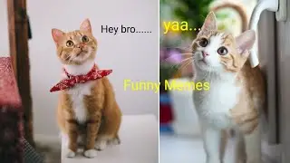 Funny Cat Memes compilation । Funny Cat Reaction Video। Animal World Factezzz। cat memes funny।