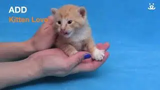 Kitten Minute - Fluids