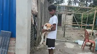 We Rescued Distemper Infected Dog