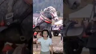 The most badass horse i've ever seen