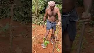 കൊക്കോ തൈ നടീൽ #shorts