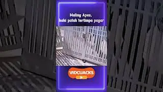 Maling Apes, kaki patah tertimpa pagar #maling   #viralnews #malingmotor