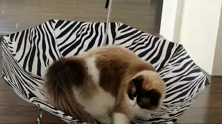 Timo the Cat slide on umbrella