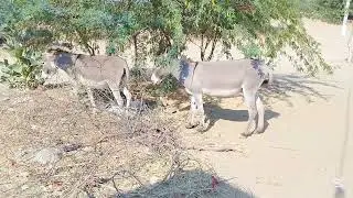 donkey Mating Animal MatIng 4K video 📷
