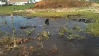 Dogs and Muddpuddles