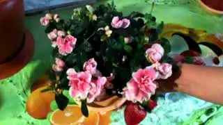 Моя маленькая хитрость:как заставить Azalea цвести !!! Уход в домашних условиях