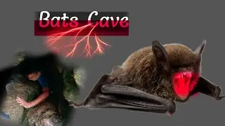 Bats Cave || चमगादड़ के गुफा || Kathmandu and Pokhara Tour ||; Clip 12.