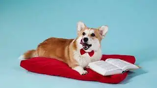 Super cute puppies playing