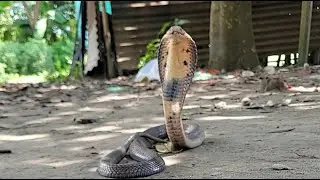 এইমাত্র সাপটি উদ্ধার করা হলো 🐍 🥰 Blogger Faruk 24 is live!