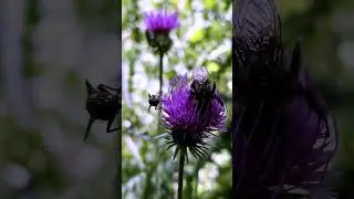 🌸💫 The Secret Beauty of Wildflowers | Nature&rsquo;s Magic Blooms 🌼🌿✨