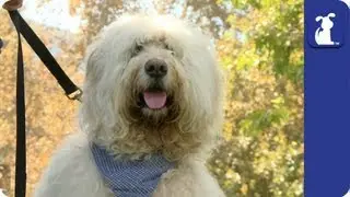 How Does Your Dog Show You It Loves You? - Dog Park Confessions