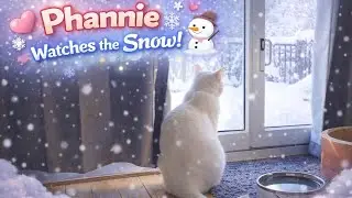 Cat Watching Snow From the Window | Cozy Winter Cat Video | Phannie 