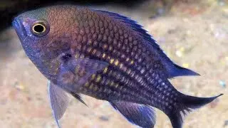 La castagnole #poisson #fish #m&eacute;diterran&eacute;e #fishing