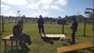 Gem Adoption Dogs | Dogs Busy with Training  | Gem Project Sanctuary Diaries