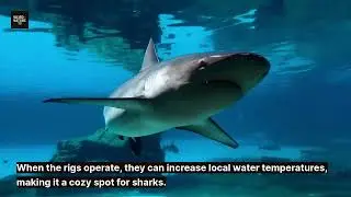 Why Sharks Love Oil Rigs 🦈 | The Surprising Truth Beneath the Surface