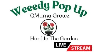 Plant Party for my A C Sweet Pomegranate 🪴 GMama Growz HardInTheGarden is live!