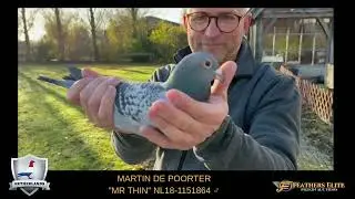 MR THIN NL18 1151864 ♂ MARTIN DE POORTER