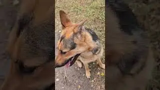 1. Saturday Park excursion with Revy, Maggie, Luna, Chewy, Penny & Rue