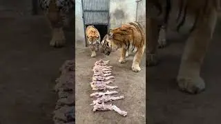 Amazing Tigers Eating Beef Bone Marrow together #shorts