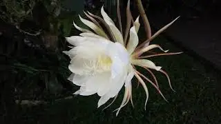 Kadupul Flower blooming timelapse | 2021