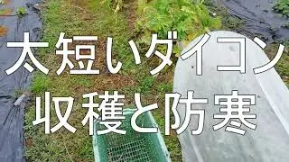 Daikon radish harvesting and cold weather protection