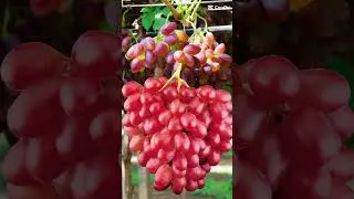 FRESH GRAPES