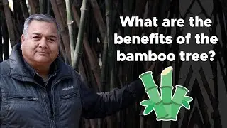 What are the benefits of the bamboo tree?