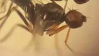 The female Sepsis violacea held her wings for the male to wipe.