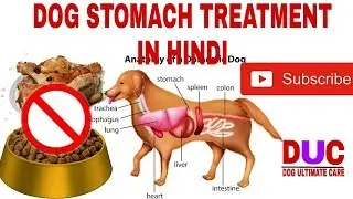 Dog Stomach upset cause,symptoms,treatment !! In Hindi !! Dog Ultimate Care
