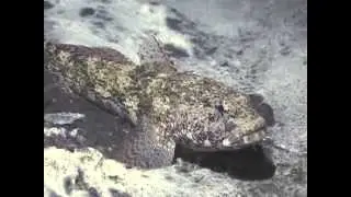 &copy; Gobius cobitis // Бычок кобитус