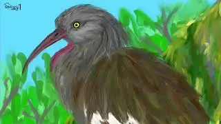 Wattled Ibis 볼장식따오기 그리기