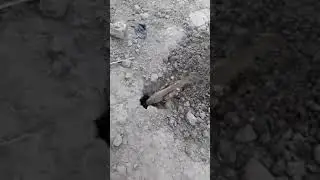 Why fly burying locust it's really strange behavior from insects amid Swarm Of Locust Species Attack