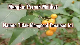 Mengenal Tumbuhan Solanum Diphyllum