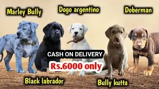 Cash on delivery | Rs.6000/- | Bully kutta | Dogo argentino | labrador | Doberman | marley  bully