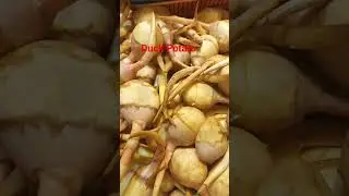 Duck Potato/Wapato /Katniss Plant Tuber/Sagittaria Latifolia