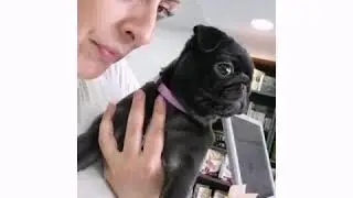 VIPet Truffles - ePets Pet Shop