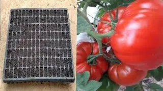 زراعة بذور البندورة Cultiver des graines de tomates