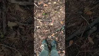 Live From The Field! Snake in the Burned Forest