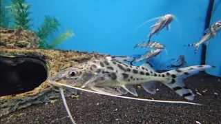 Pictus Catfish (Big Al's) - Slow Jams & Relaxing Music 