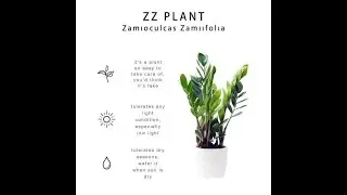 ZZ Plant Care || Dark / Low Light indoor plant || ZZ Plant take care and benefits || Ep-1