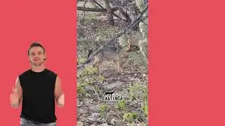 Raposa se alimenta de fruto de cacto