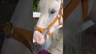 OAP tomorrow #horse #equestrian #horsefan