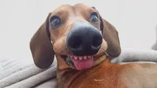 Caught in the Act: Pets Being Hilariously Themselves