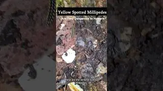 Hydrogen Cyanide in Yellow Spotted Millipedes &ndash; Does It Hurt When Handling?