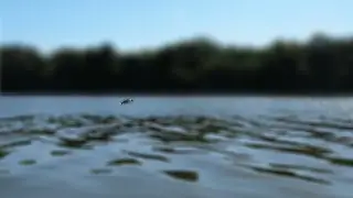 What is this fish trying to escape from??
