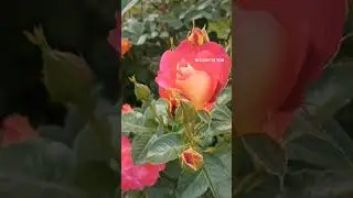 #цветы  #gardening #сад #растения #flower  #flover  #роза #розы #розарий  #flowers #цветущиецветы