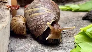 The Quiet Journey of the Snail 🐌🥬
