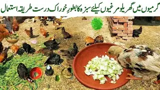 How to Provide Fresh Greens For Chickens in Summer | Dr. ARSHAD