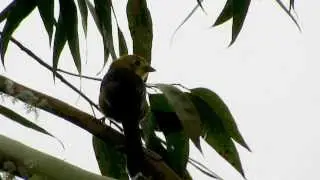 ENDEMIC, Yellow-headed Brush Finch, Atlapetes flaviceps, Mistrato, Risaralda